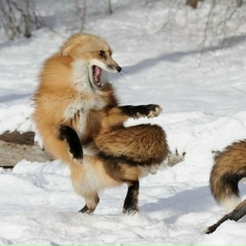 Елизавета Меркушева